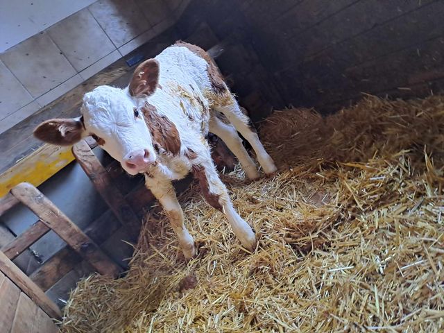 Ferienhütten Leitengut