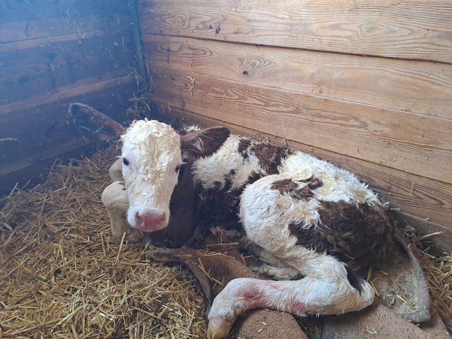 Ferienhütten Leitengut