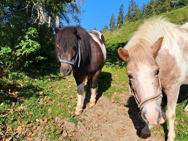 Ferienhütten Leitengut