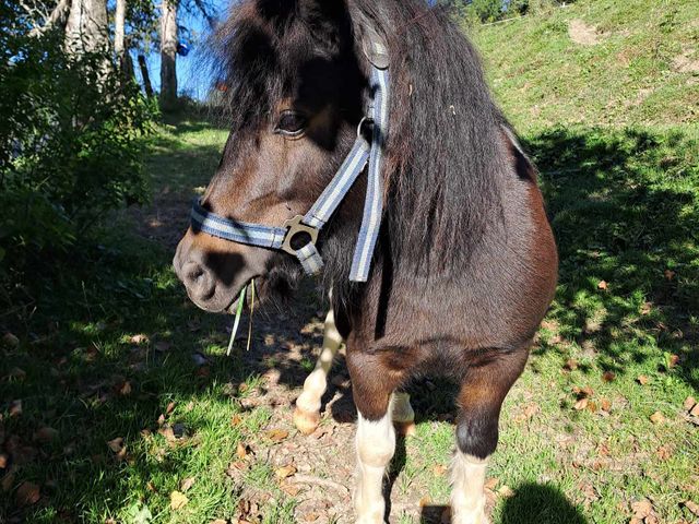 Ferienhütten Leitengut
