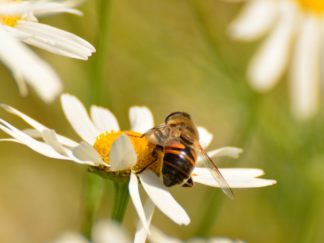 Almhütte S'Kammerle im Villgratental 