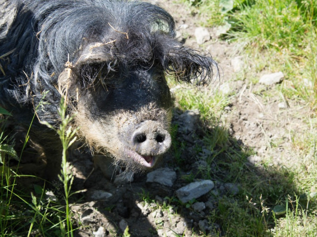 Amoseralmhütten im Gasteinertal