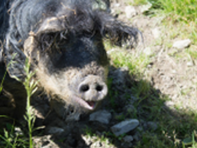 Amoseralm Dorfgastein