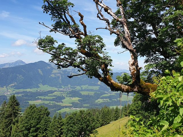 Almhütte in Kitzbühel HOS-TIR