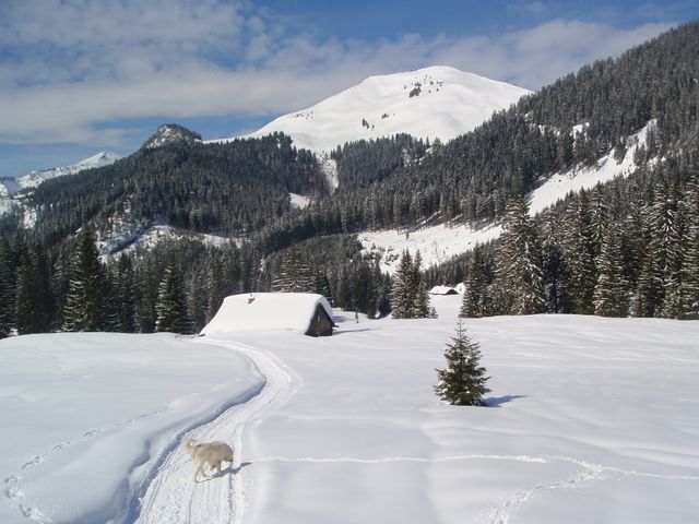 Almhütte in Abtenau im Salzburger Land JOS-SBG