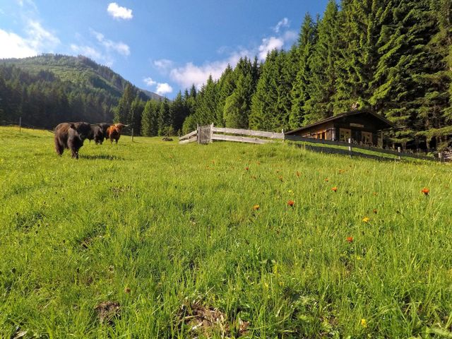 Almhütte im Wander-Bike-Skiparadies Saalbach STO-SBG