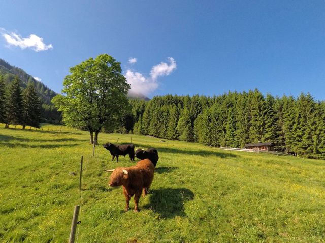 Almhütte im Wander-Bike-Skiparadies Saalbach STO-SBG