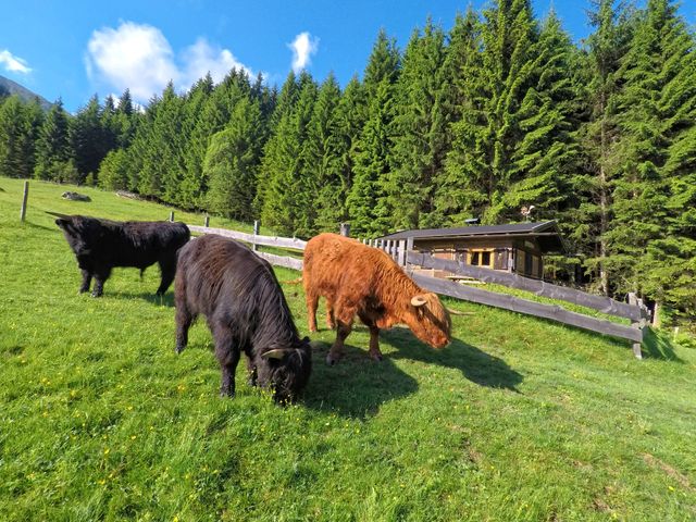 Almhütte im Wander-Bike-Skiparadies Saalbach STO-SBG