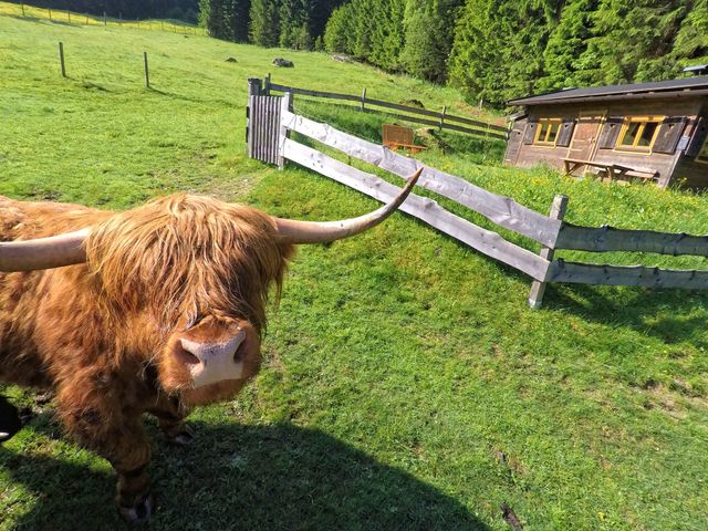 Almhütte im Wander-Bike-Skiparadies Saalbach STO-SBG
