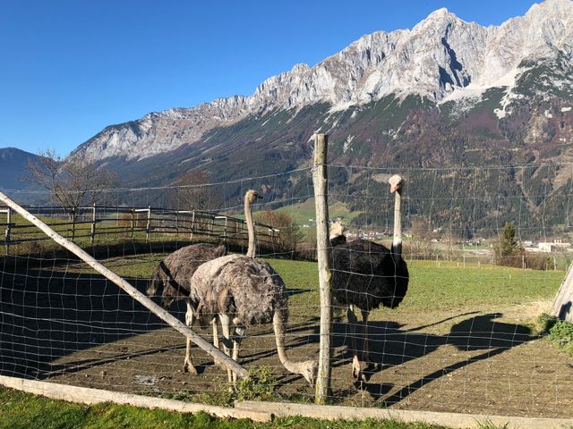 Almhütte bis 8 Personen - Niederöblarn-Ennstal- Steiermark AUS-STM