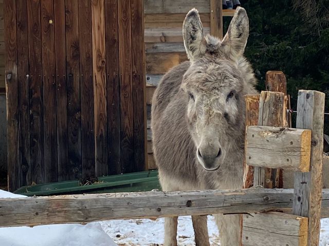 Almhütte in Lachtal in der Steiermark KAI-STM